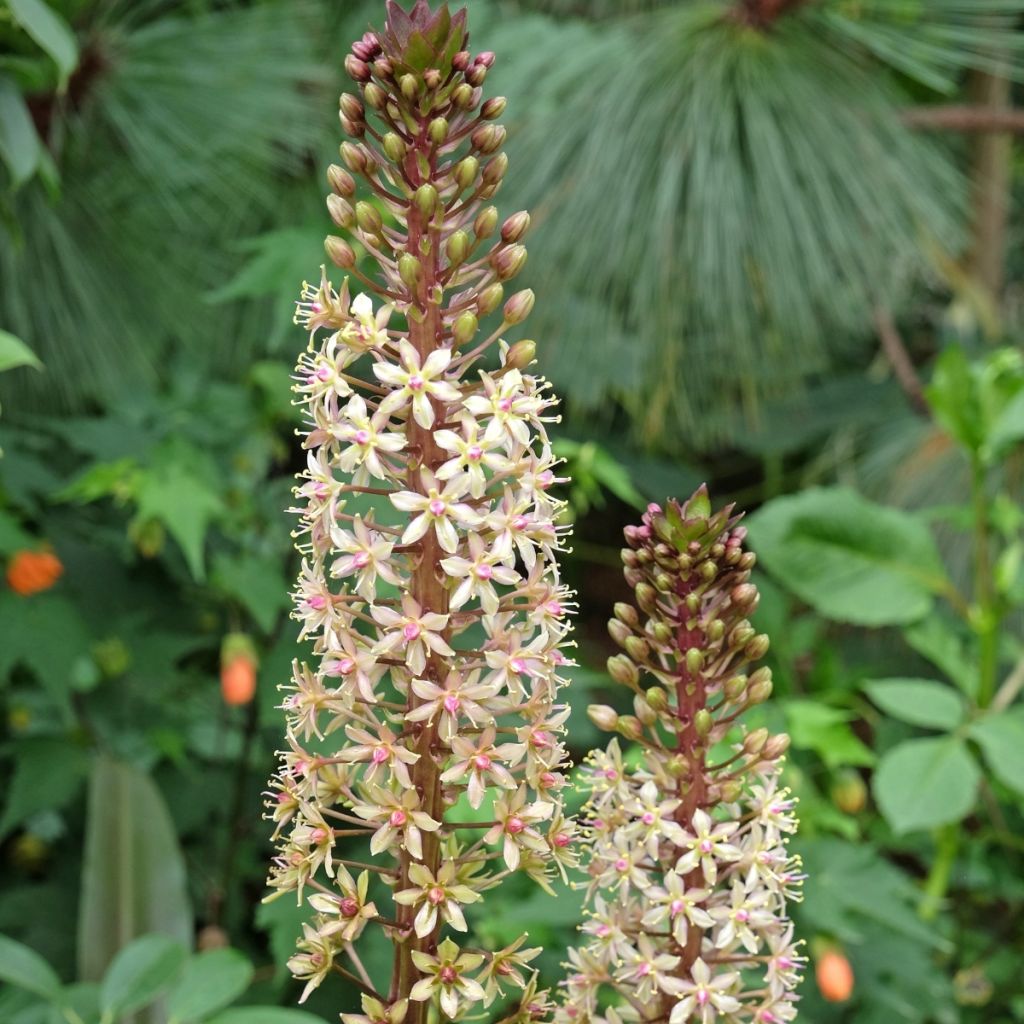 Eucomis comosa Sparkling Burgundy - Pineapple flower