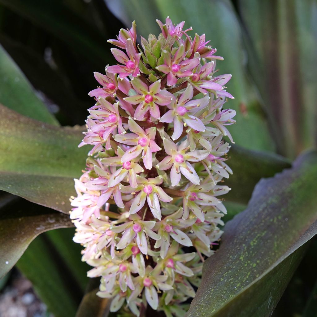 Eucomis comosa Sparkling Burgundy - Pineapple flower