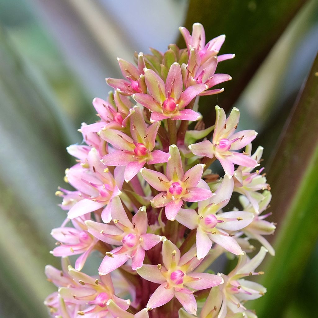 Eucomis comosa Sparkling Burgundy - Pineapple flower