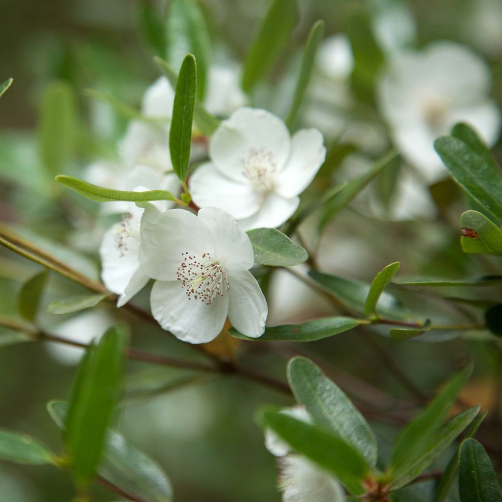 Eucryphia moorei