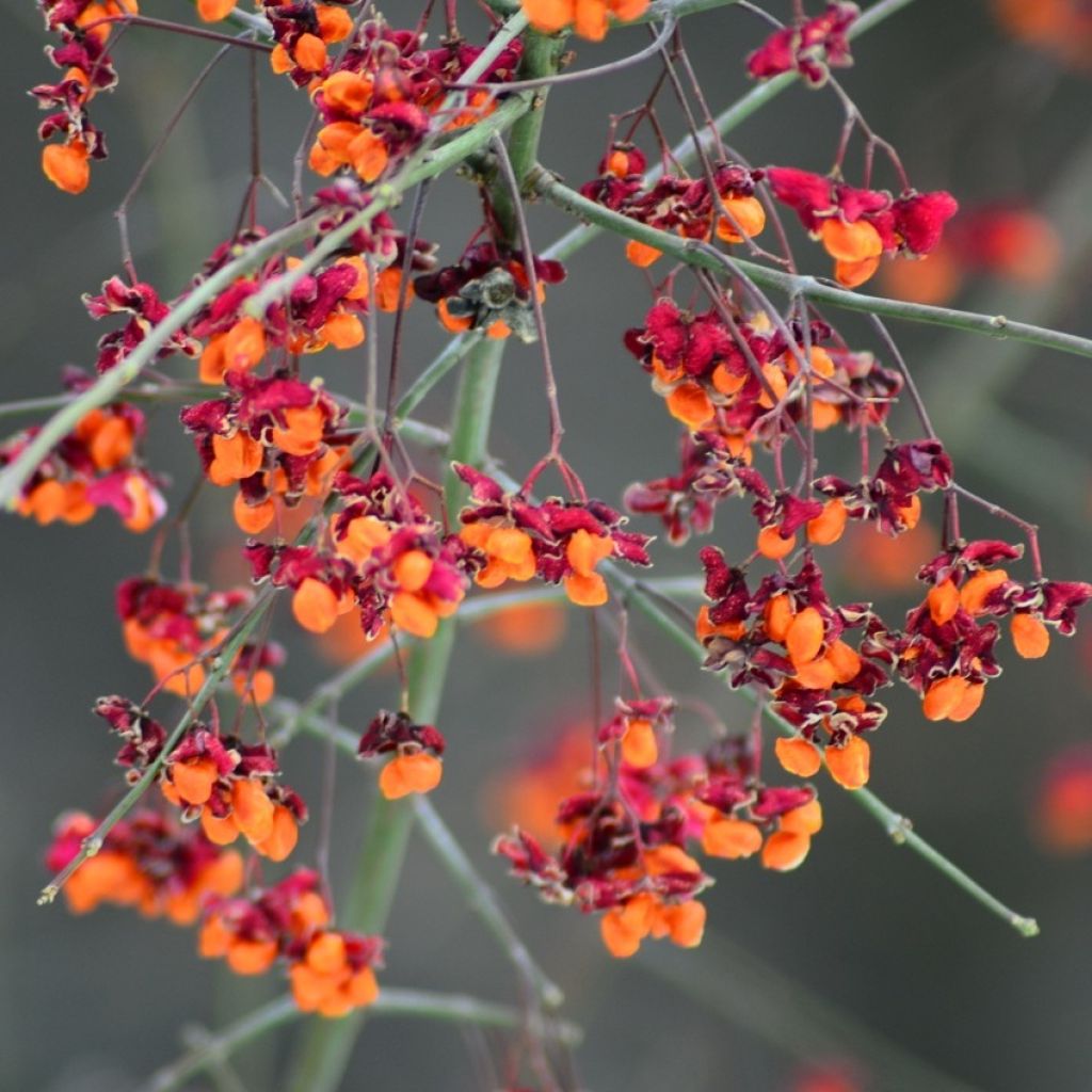 Euonymus europaeus - European Spindle