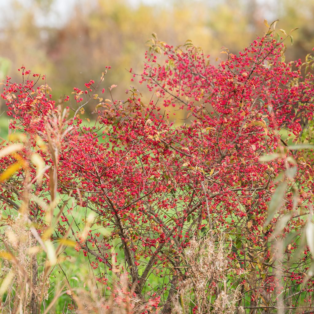 Euonymus europaeus - European Spindle