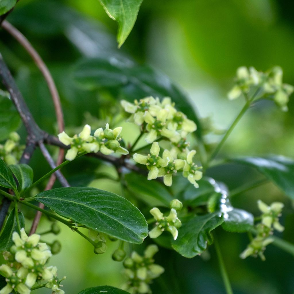 Euonymus europaeus - European Spindle