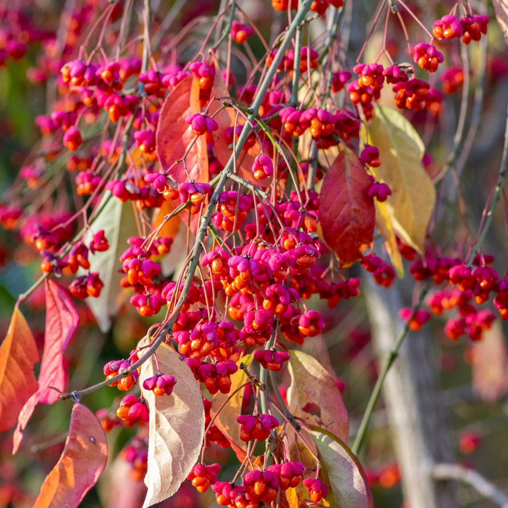 Euonymus europaeus - European Spindle