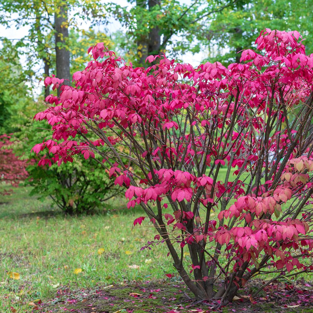 Euonymus europaeus - European Spindle
