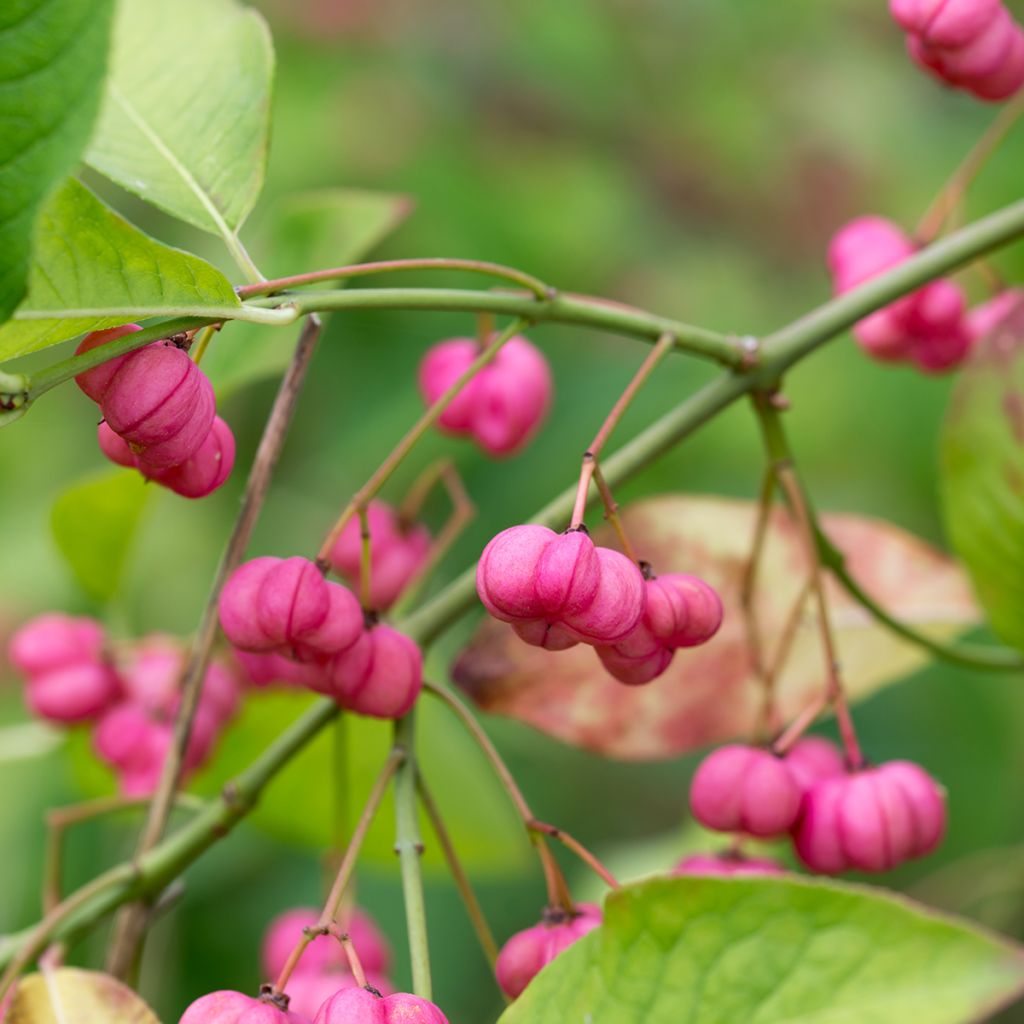 Euonymus europaeus - European Spindle
