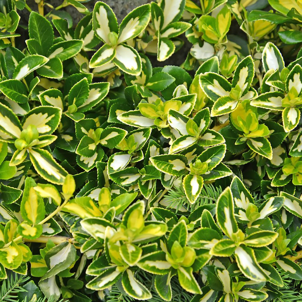 Euonymus fortunei Blondy - Spindle