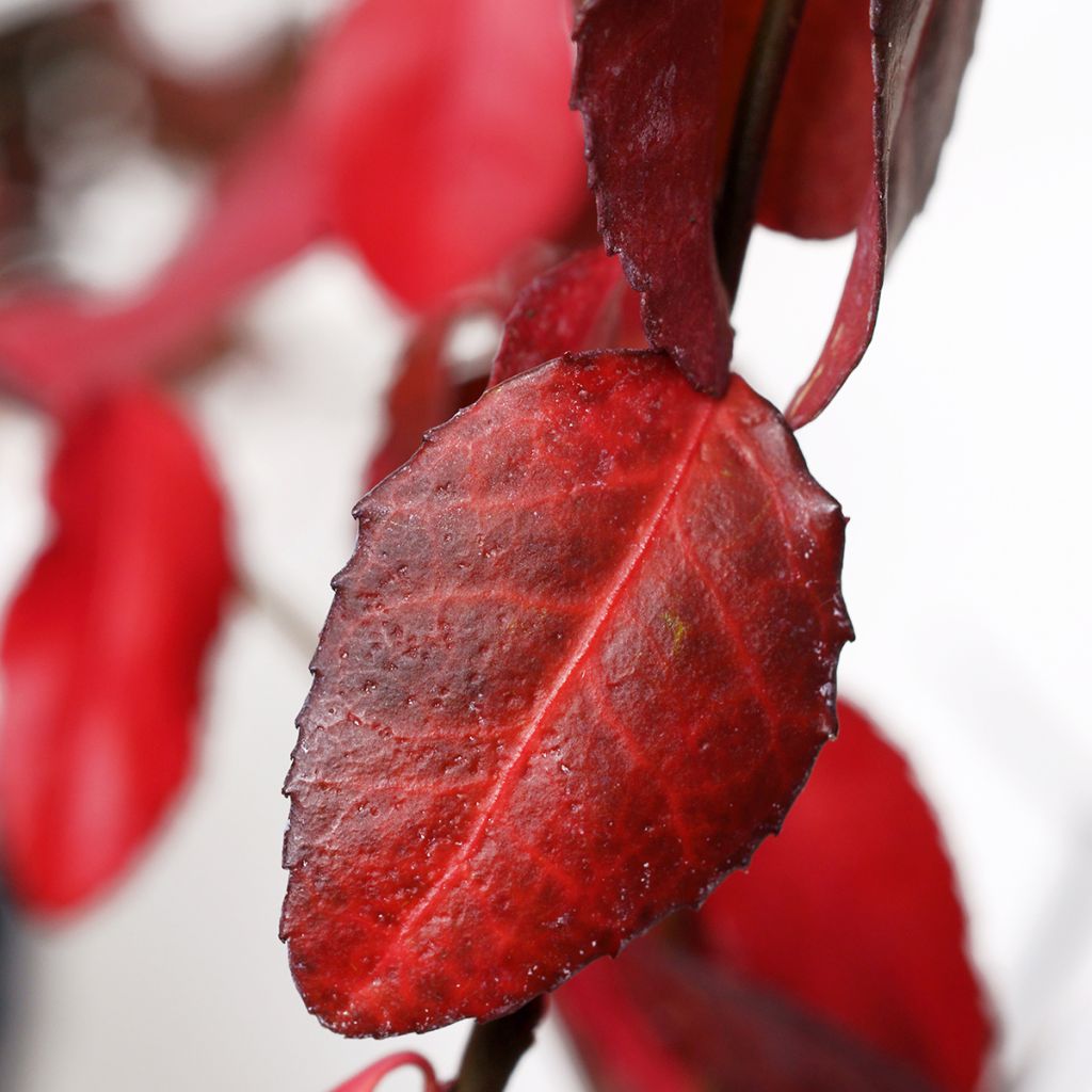 Euonymus fortunei Coloratus - Spindle
