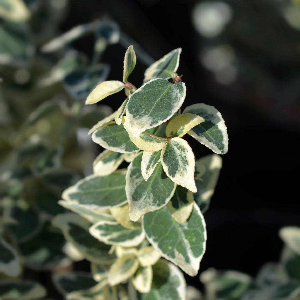 Euonymus fortunei Dans Delight - Spindle