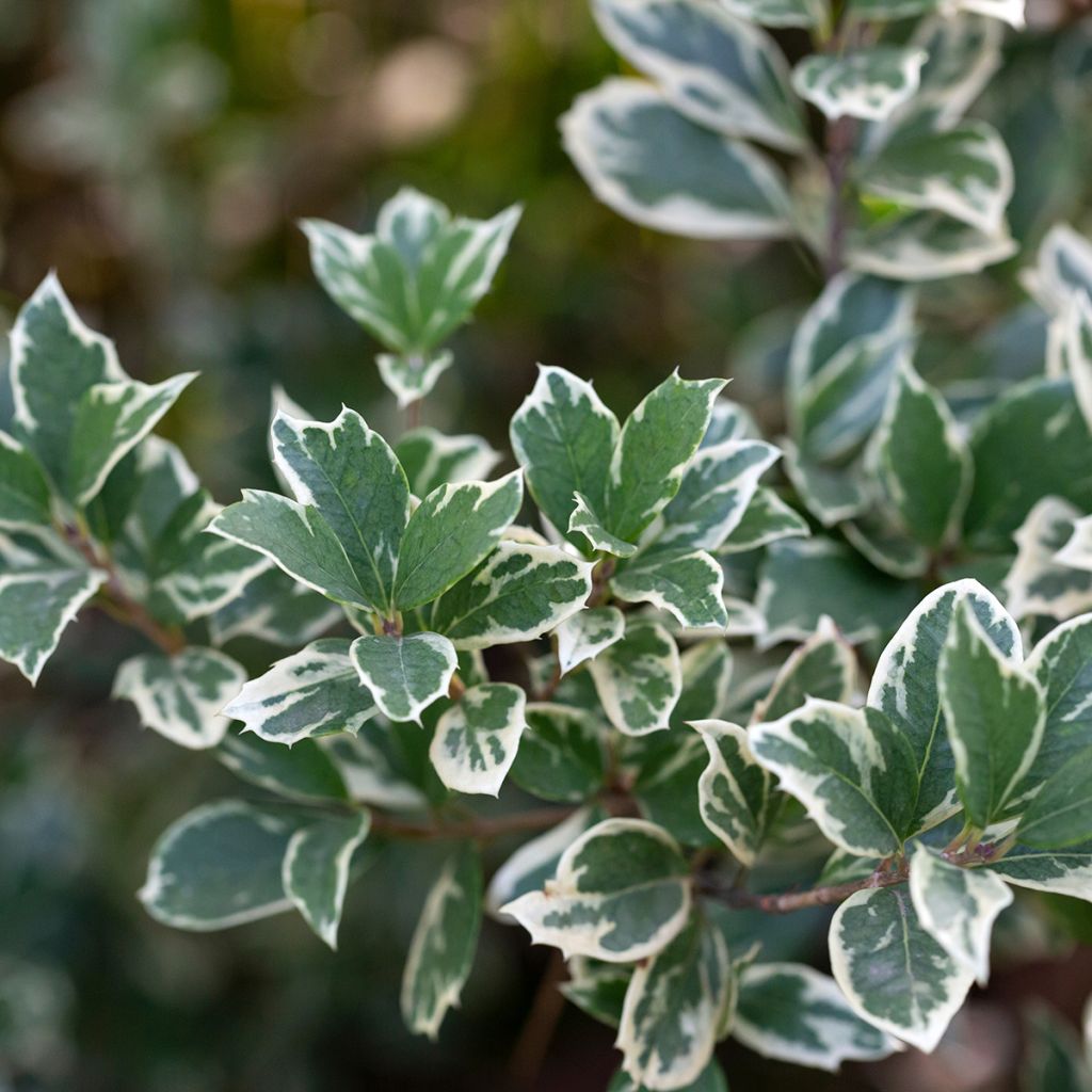 Euonymus fortunei Emerald Gaiety - Spindle