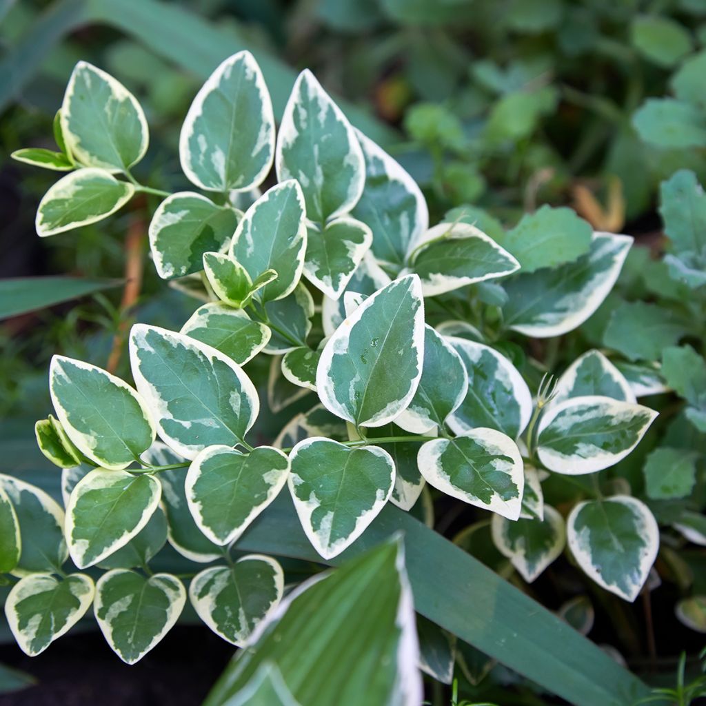 Euonymus fortunei Emerald Gaiety - Spindle
