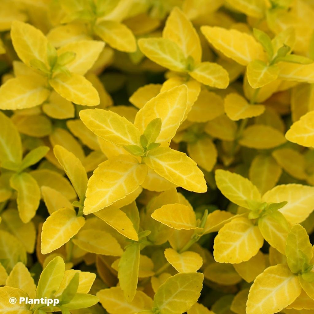 Euonymus fortunei Goldy - Spindle