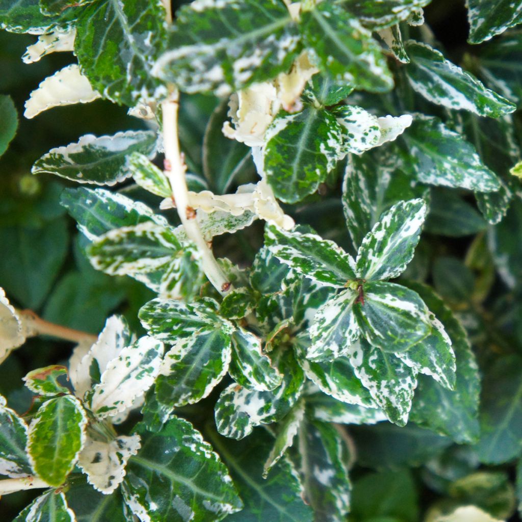 Euonymus fortunei Harlequin - Spindle