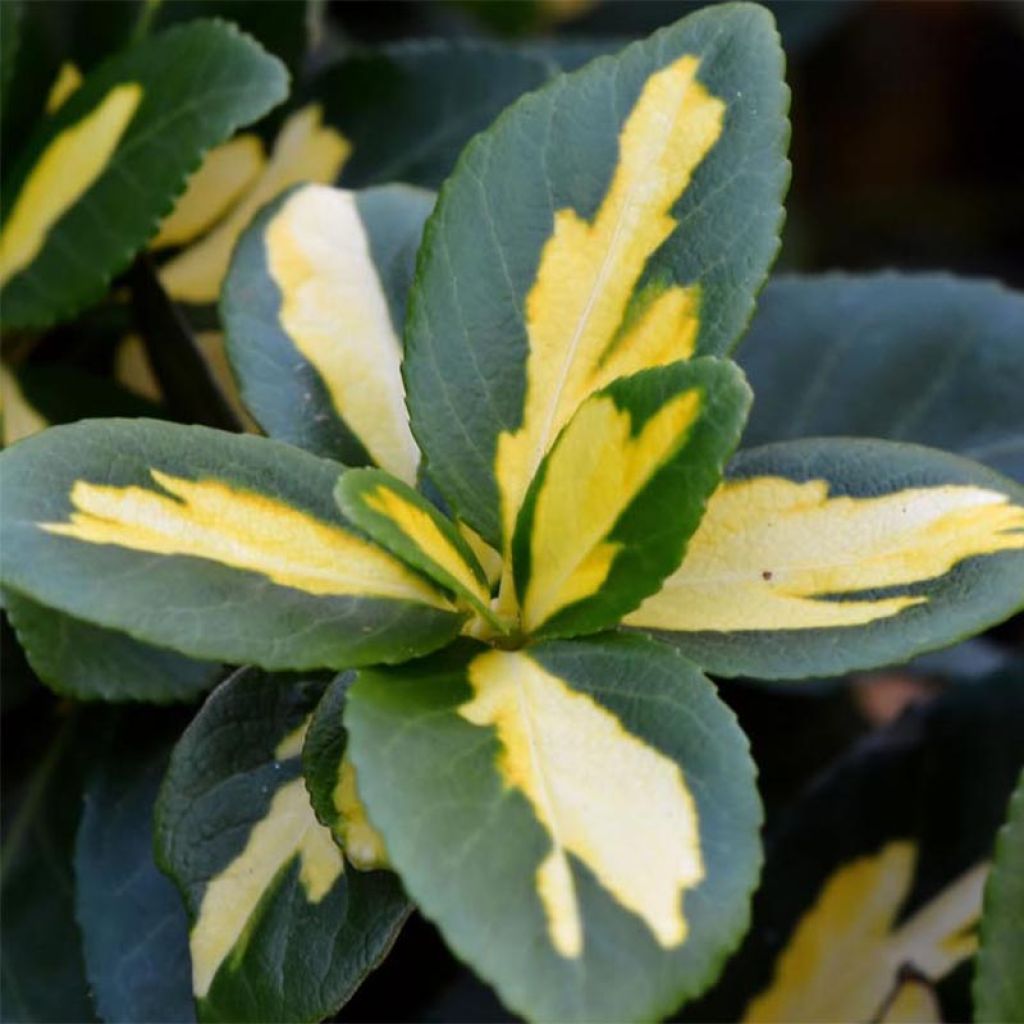 Euonymus fortunei Sunspot - Spindle