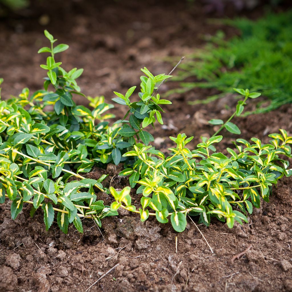 Euonymus fortunei Sunspot - Spindle