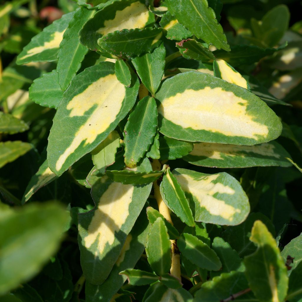 Euonymus fortunei Sunspot - Spindle