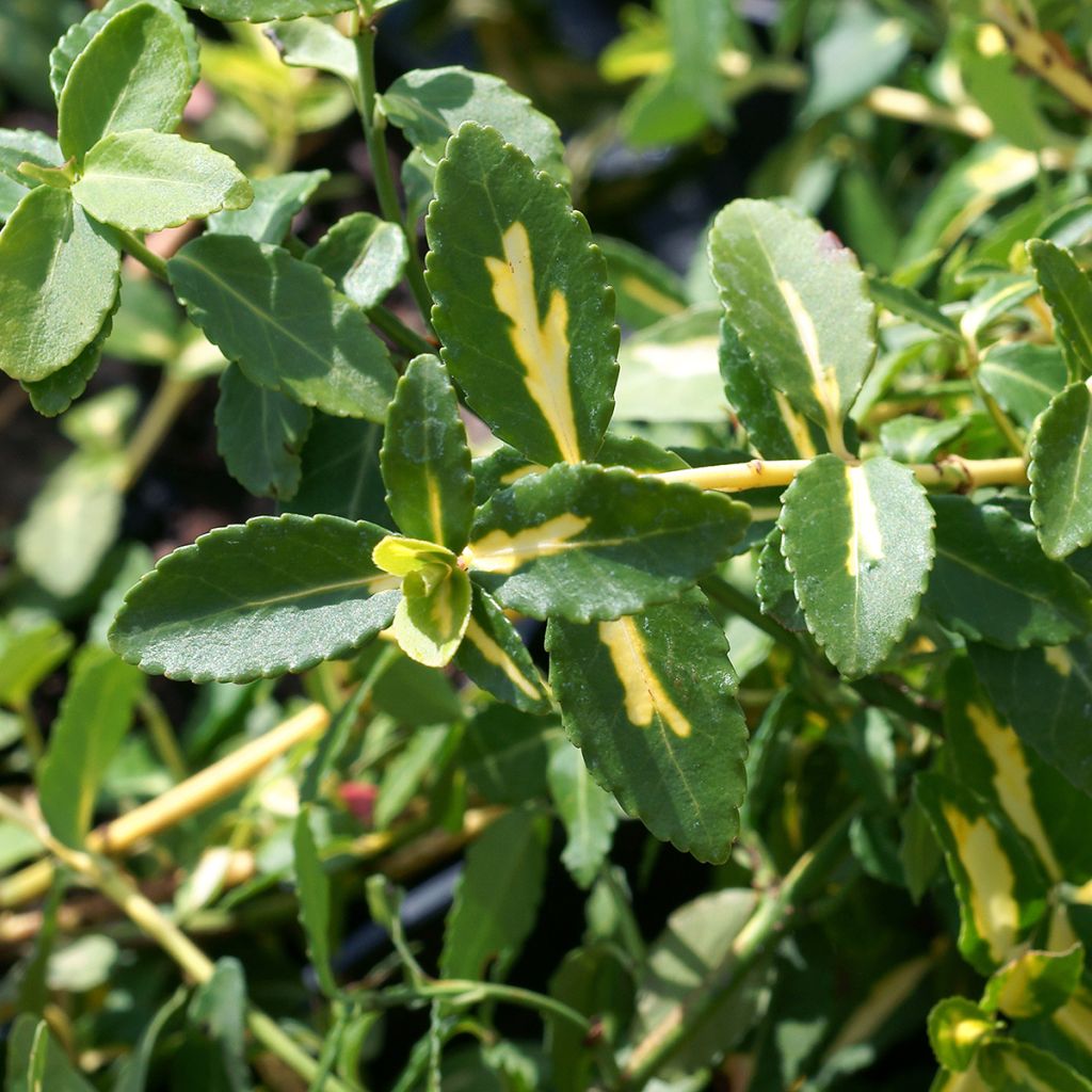 Euonymus fortunei Sunspot - Spindle