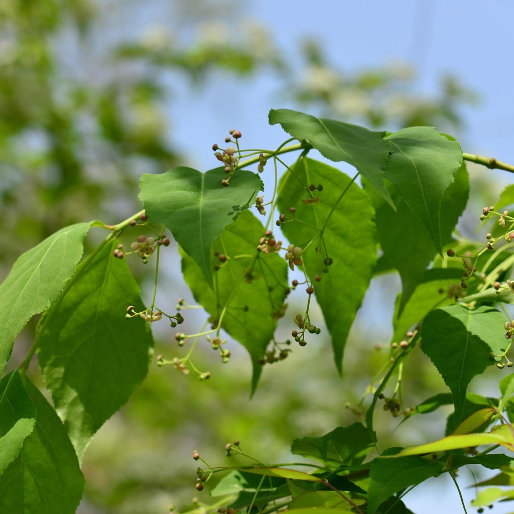 Euonymus maackii