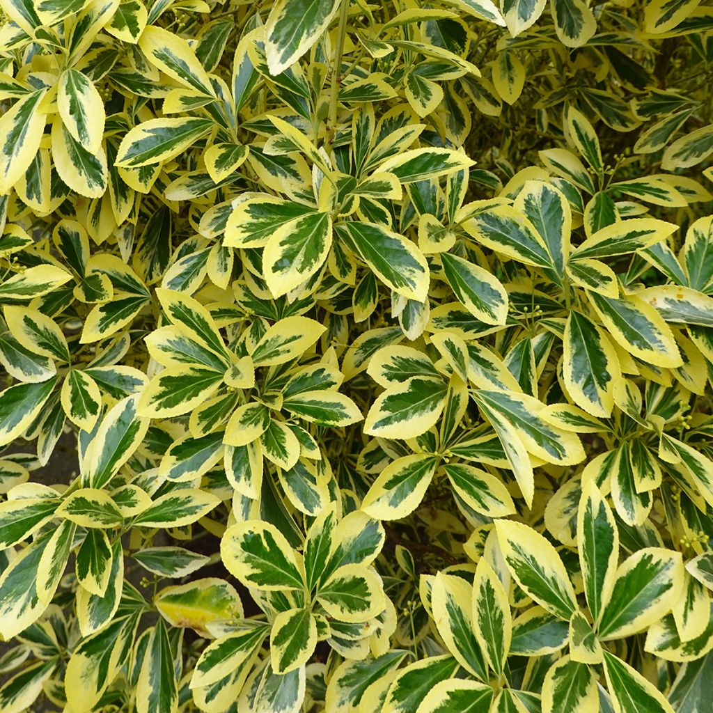 Euonymus japonicus Aureomarginatus - Japanese Spindle