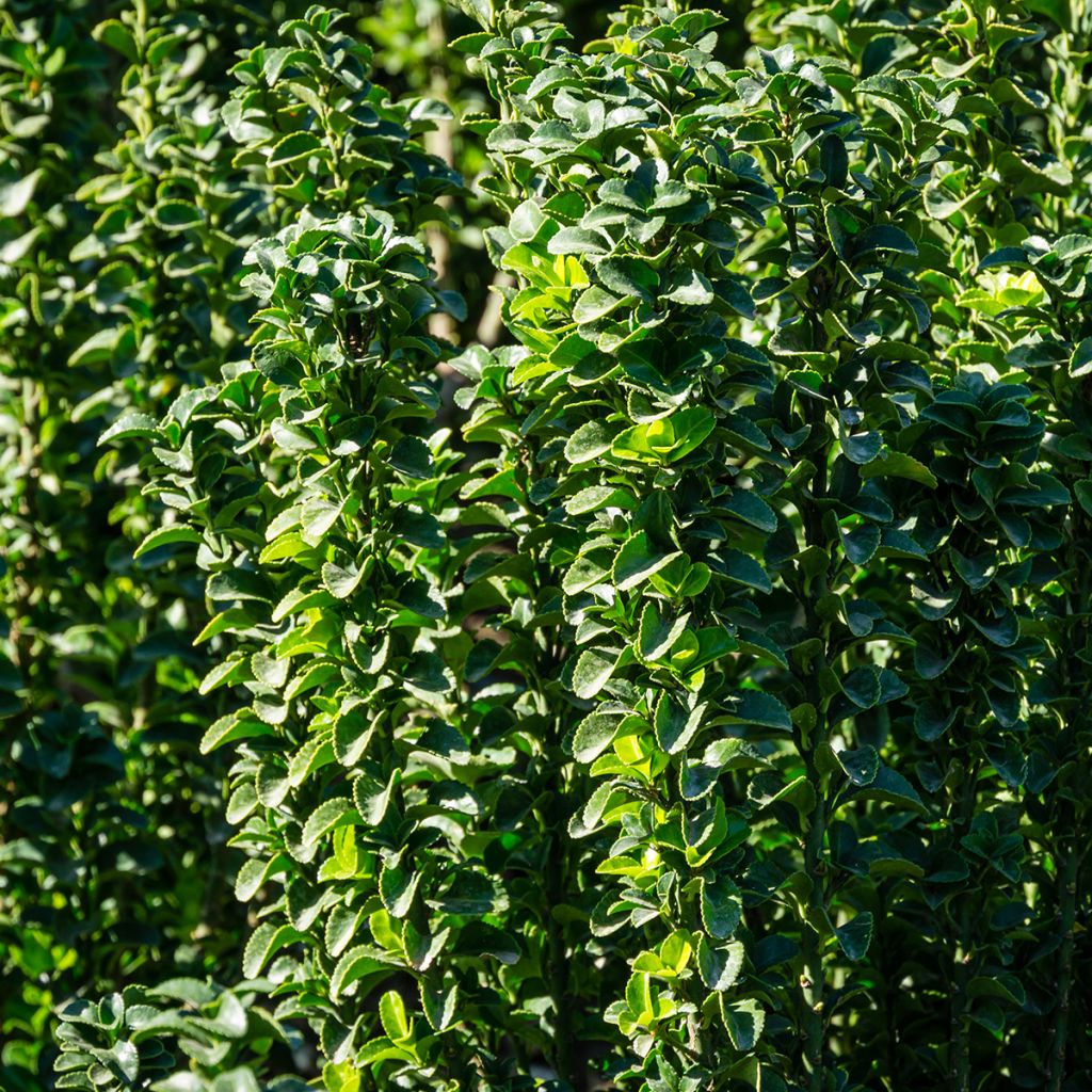 Euonymus japonicus Benkomasaki Erecta - Japanese Spindle