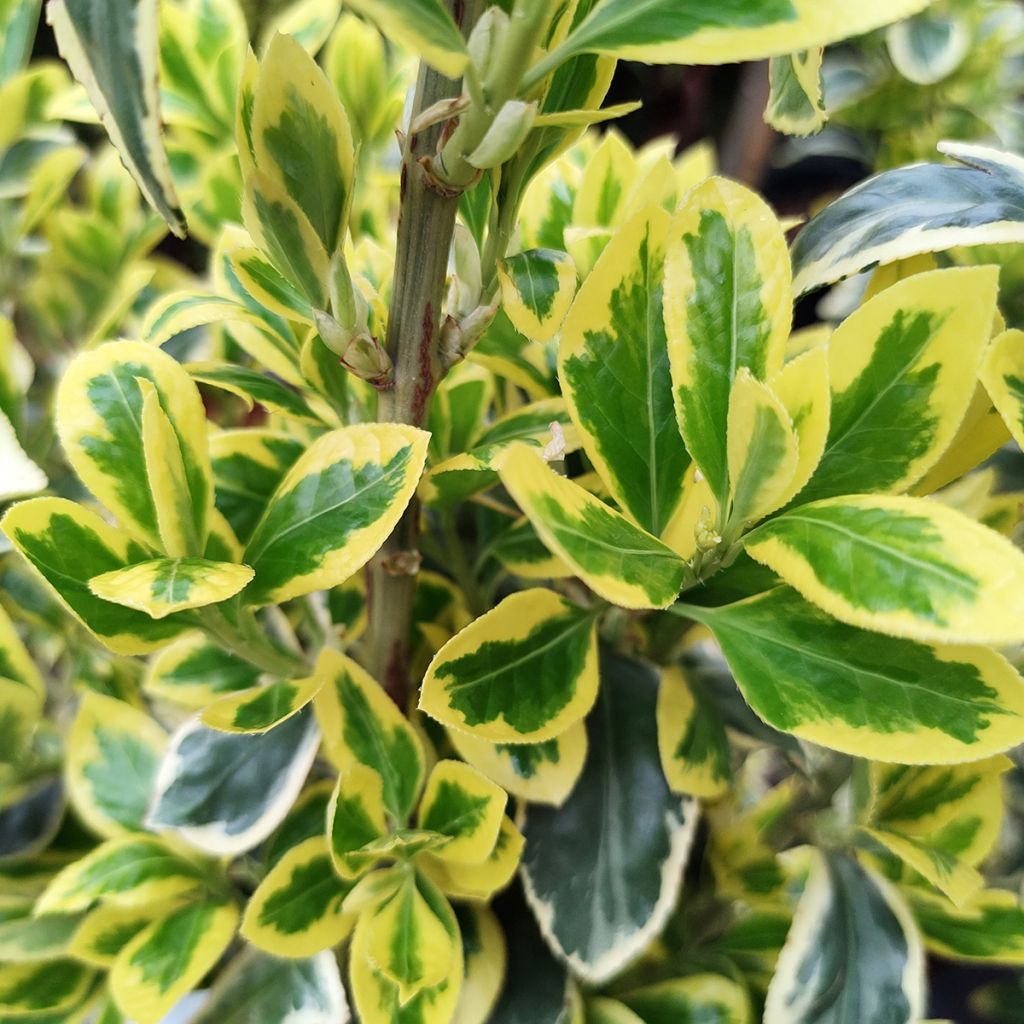 Euonymus japonicus Bravo - Japanese Spindle