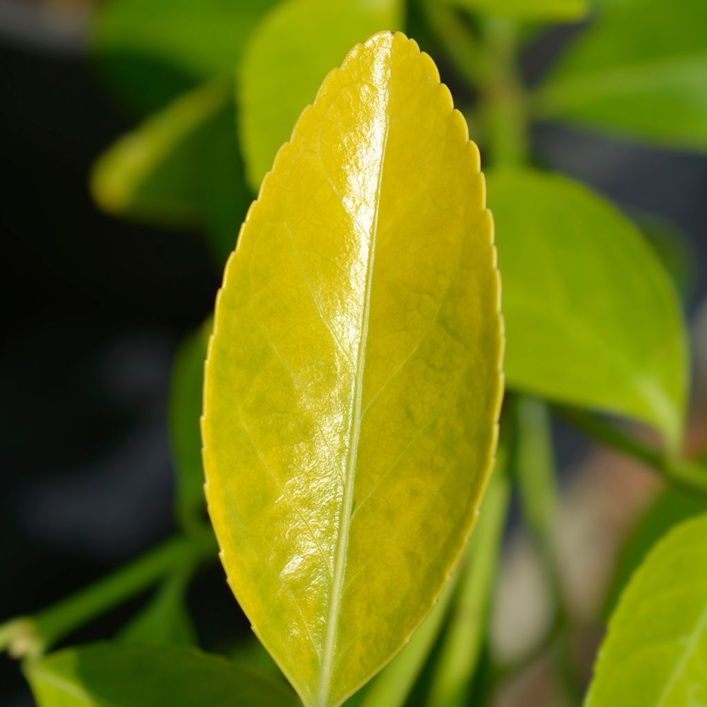 Euonymus japonicus El Dorado