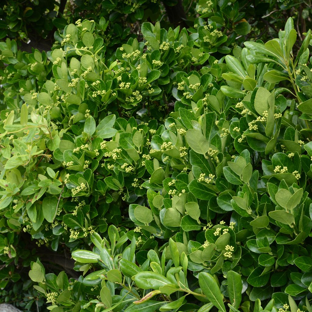 Euonymus japonicus - Japanese Spindle