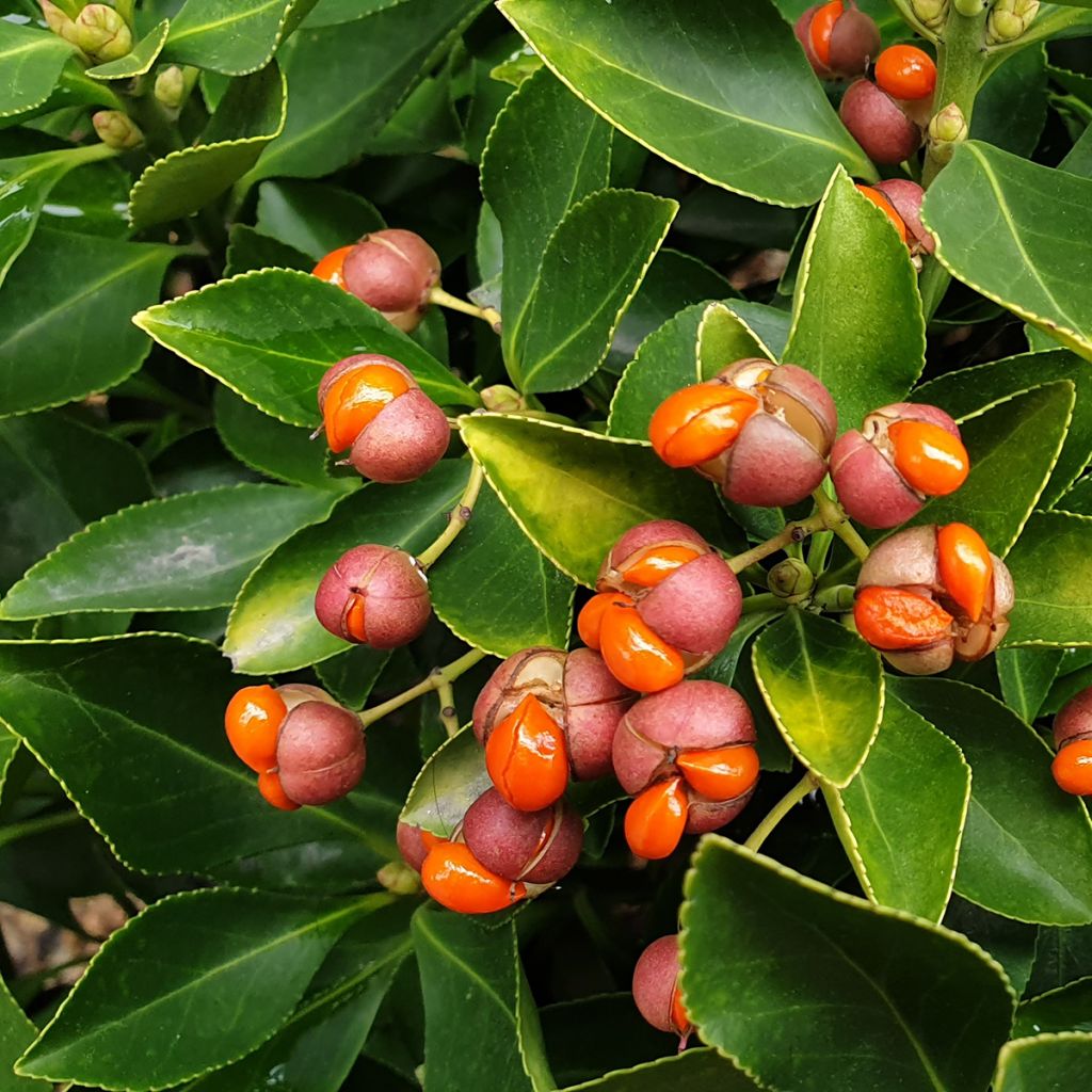 Euonymus japonicus - Japanese Spindle