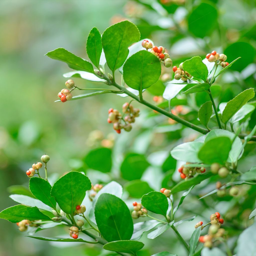 Euonymus japonicus - Japanese Spindle