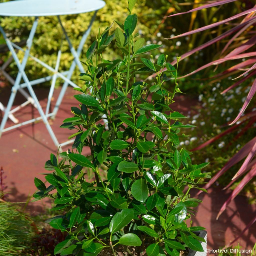 Euonymus japonicus Green Milennium - Japanese spindle