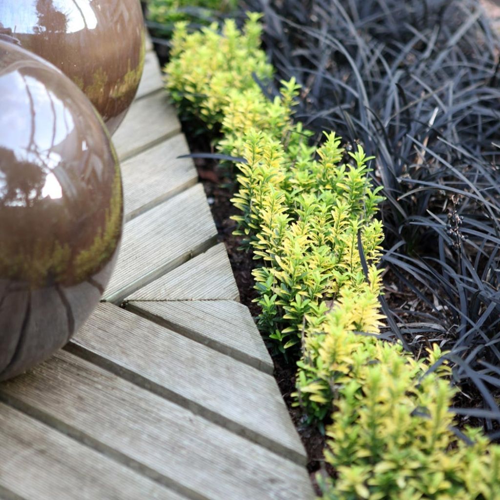 Euonymus japonicus Happiness - Japanese Spindle