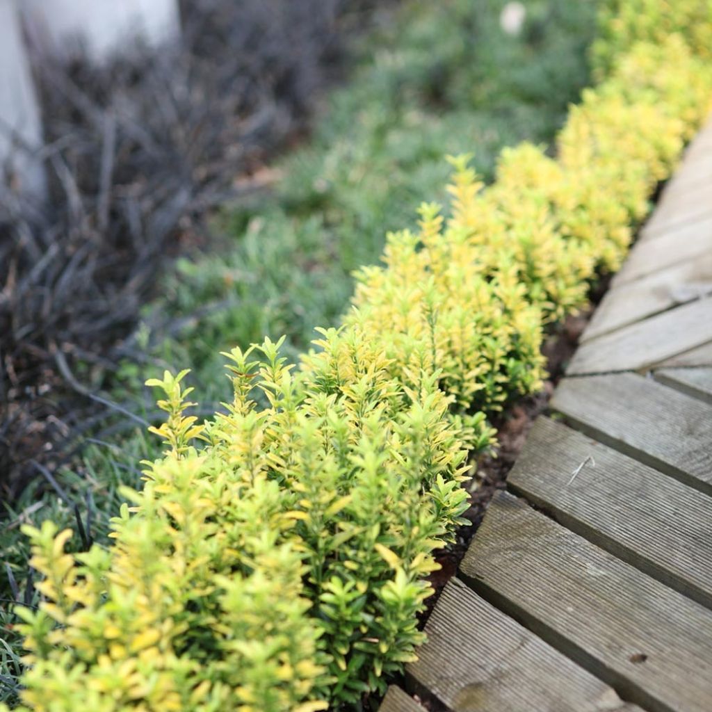 Euonymus japonicus Happiness - Japanese Spindle