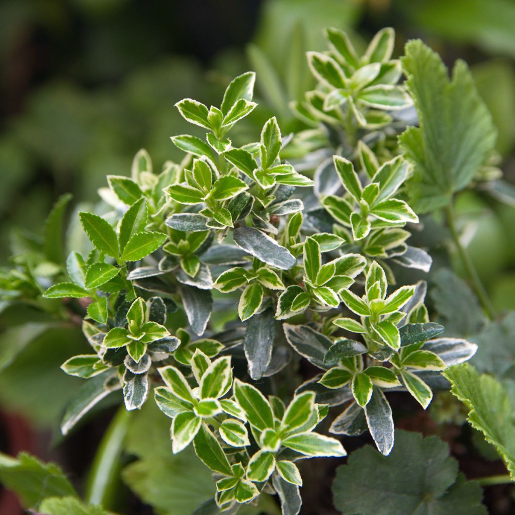 Euonymus japonicus Microphyllus Albovariegatus - Japanese Spindle