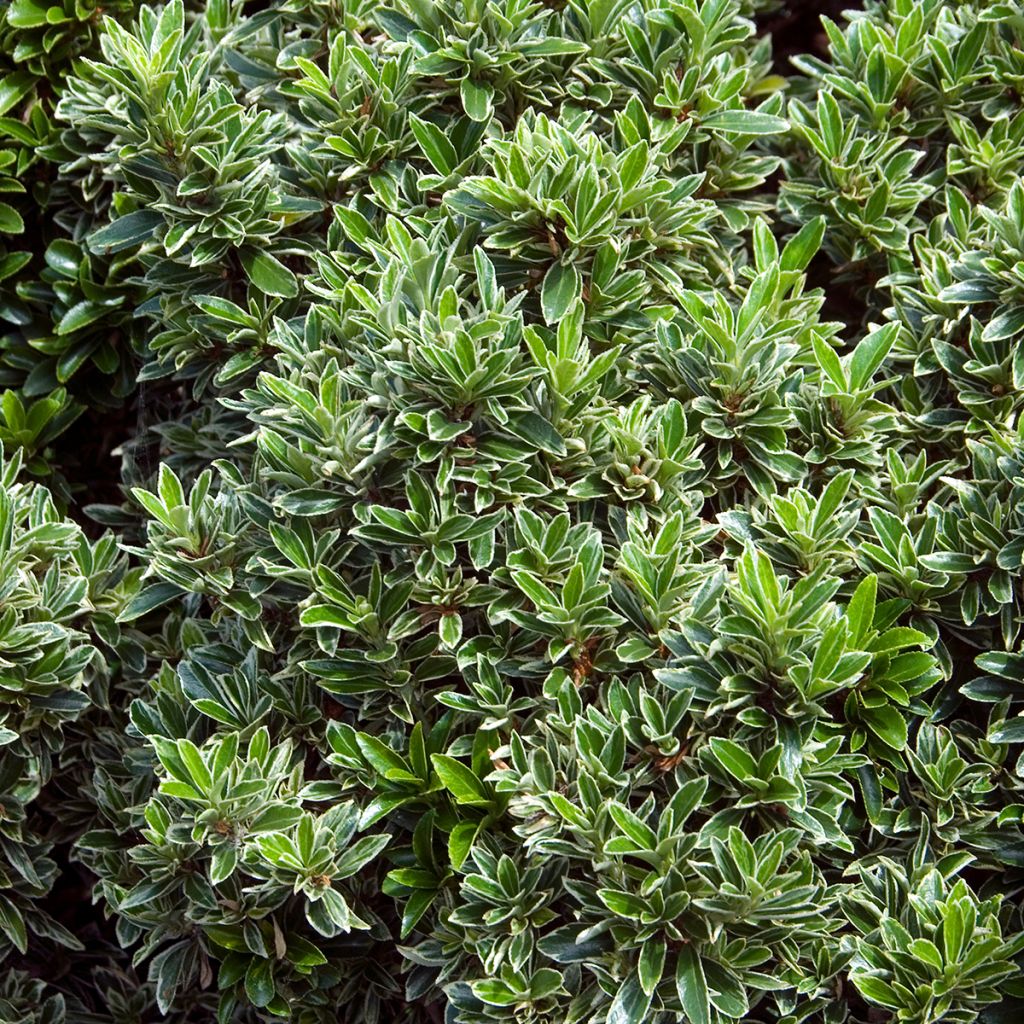 Euonymus japonicus Microphyllus Albovariegatus - Japanese Spindle
