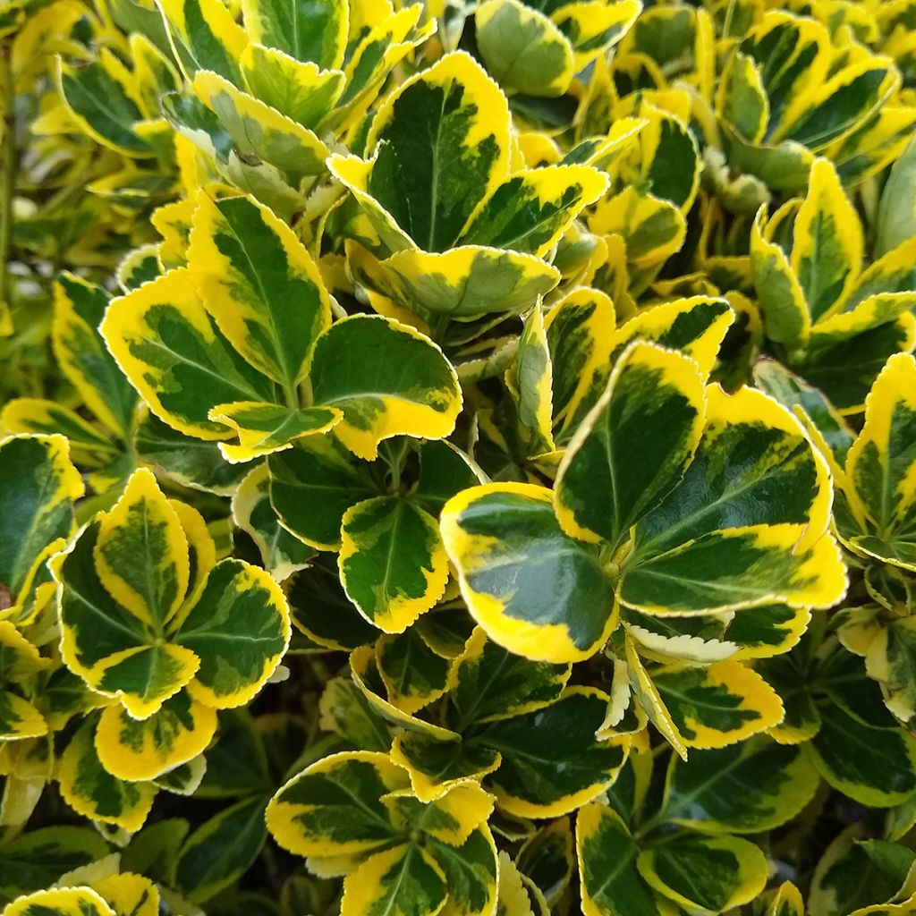 Euonymus japonicus Ovatus Aureus - Japanese Spindle