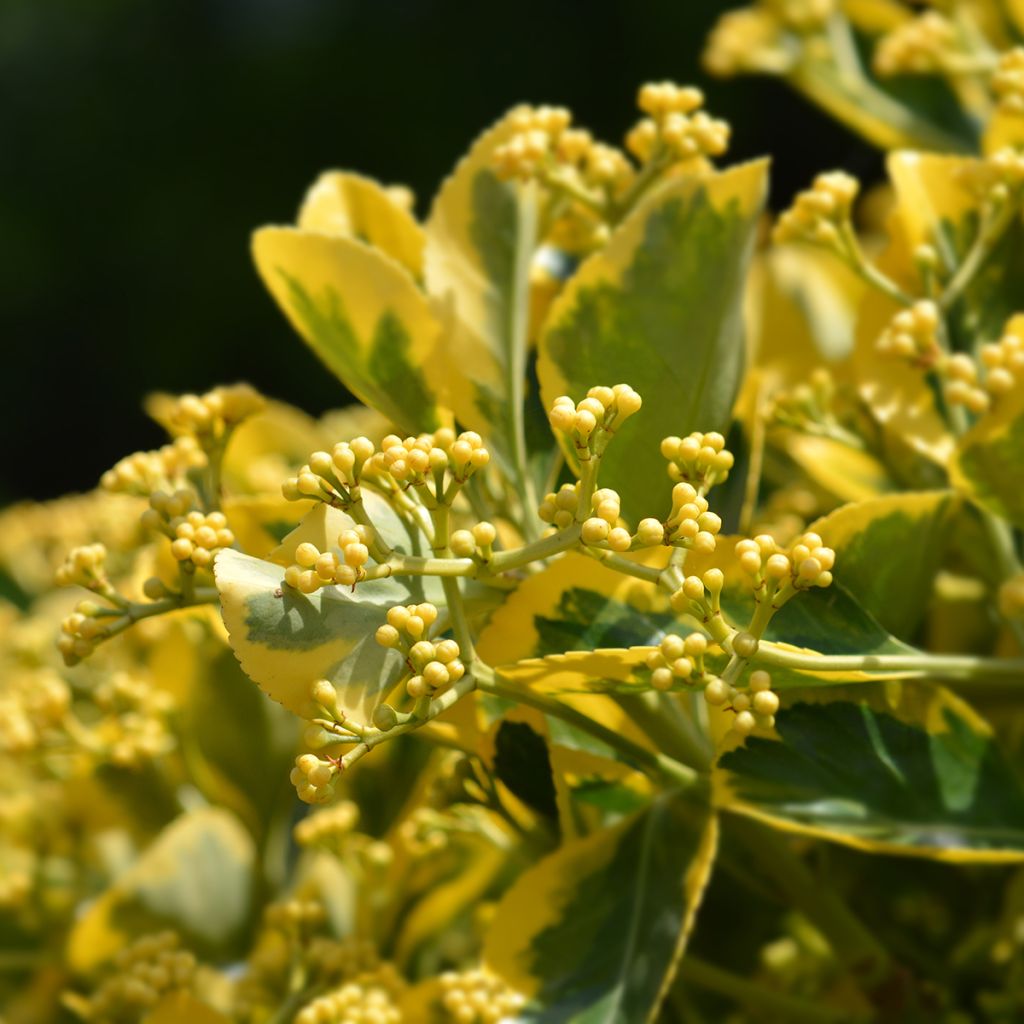 Euonymus japonicus Ovatus Aureus - Japanese Spindle