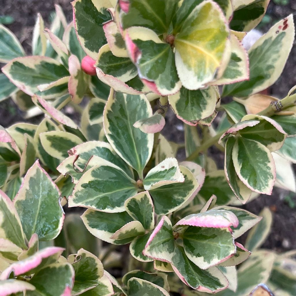 Euonymus japonicus Président Gauthier - Japanese Spindle