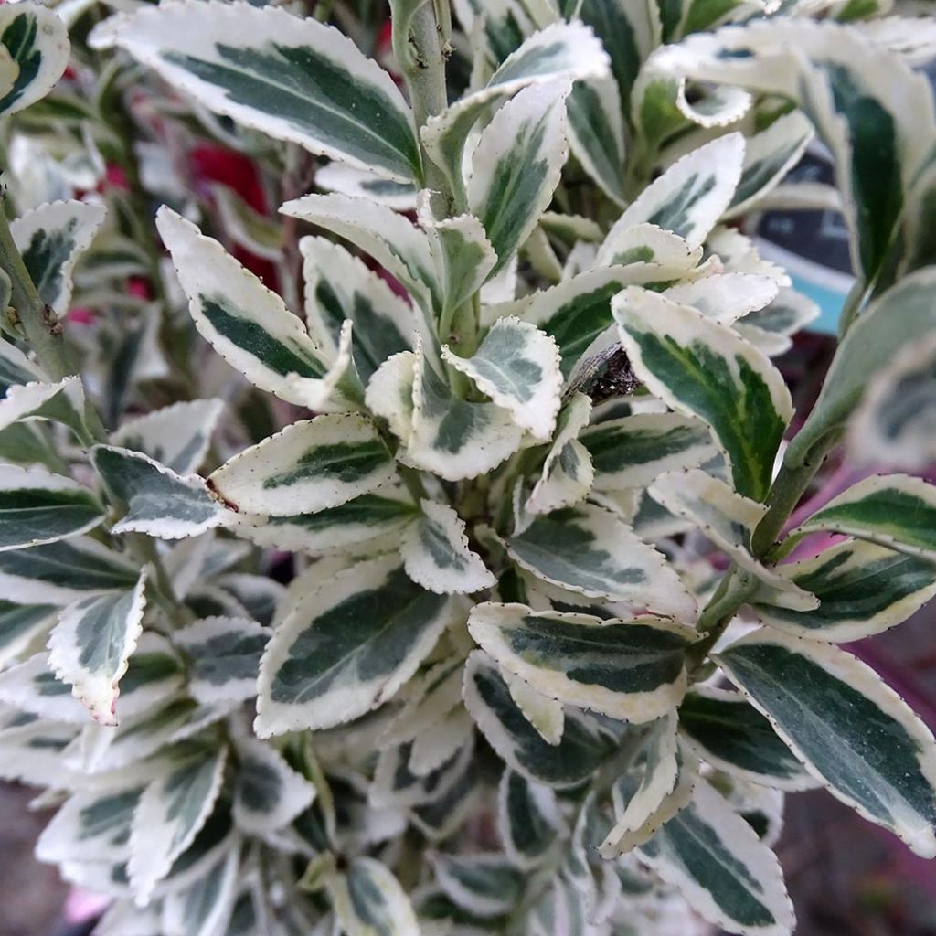 Euonymus japonicus White Spire - Japanese Spindle