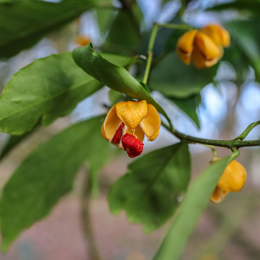 Euonymus myrianthus - Spindle