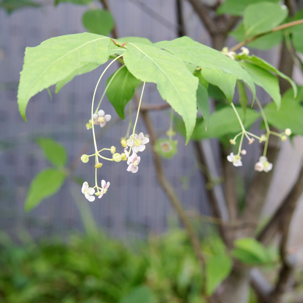 Euonymus oxyphyllus - Korean spindle tree