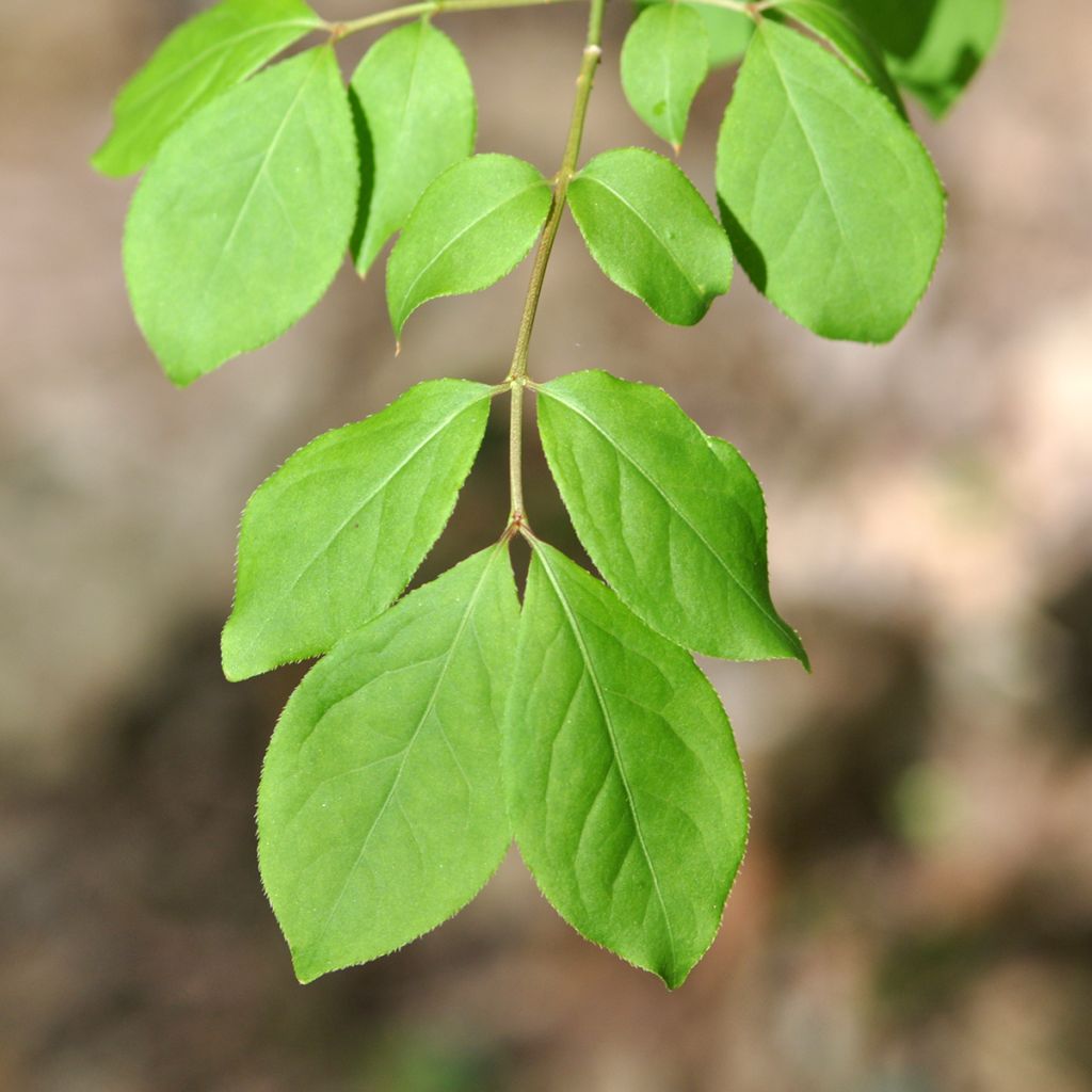 Euonymus oxyphyllus - Korean spindle tree
