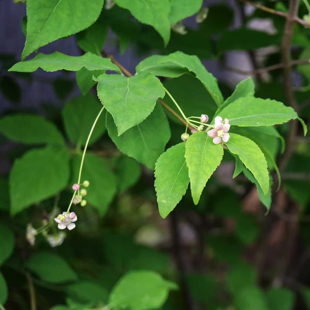 Euonymus oxyphyllus - Korean spindle tree