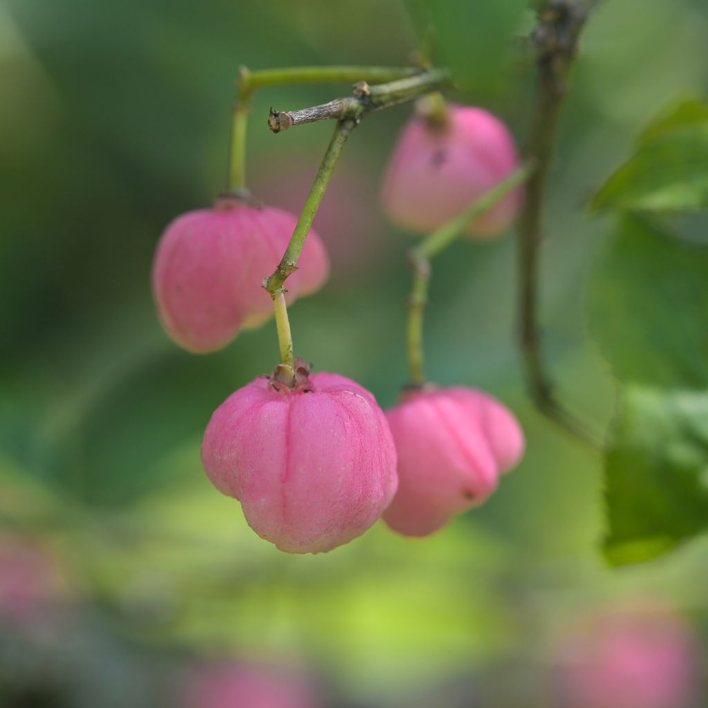Euonymus phellomanus - Corky Spindle