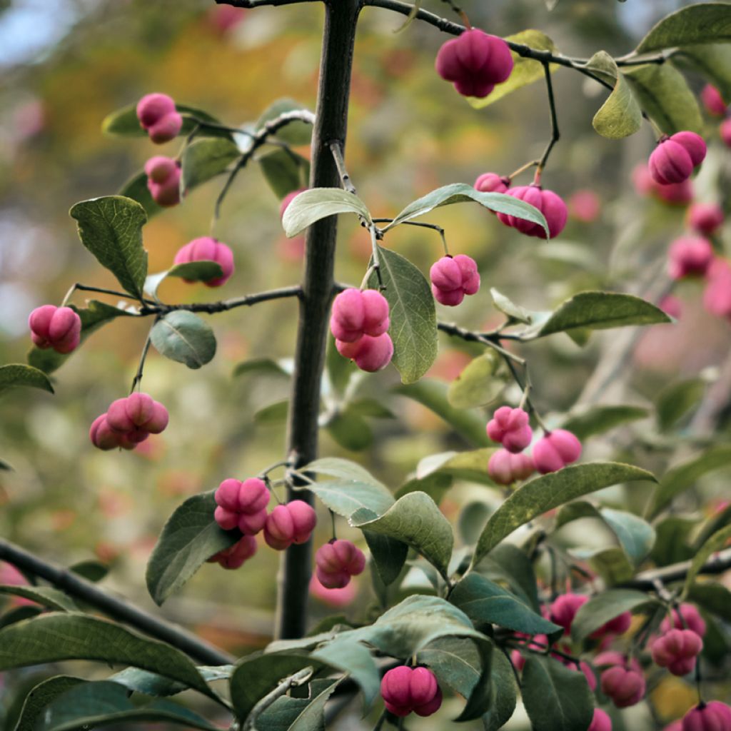 Euonymus vidalii 