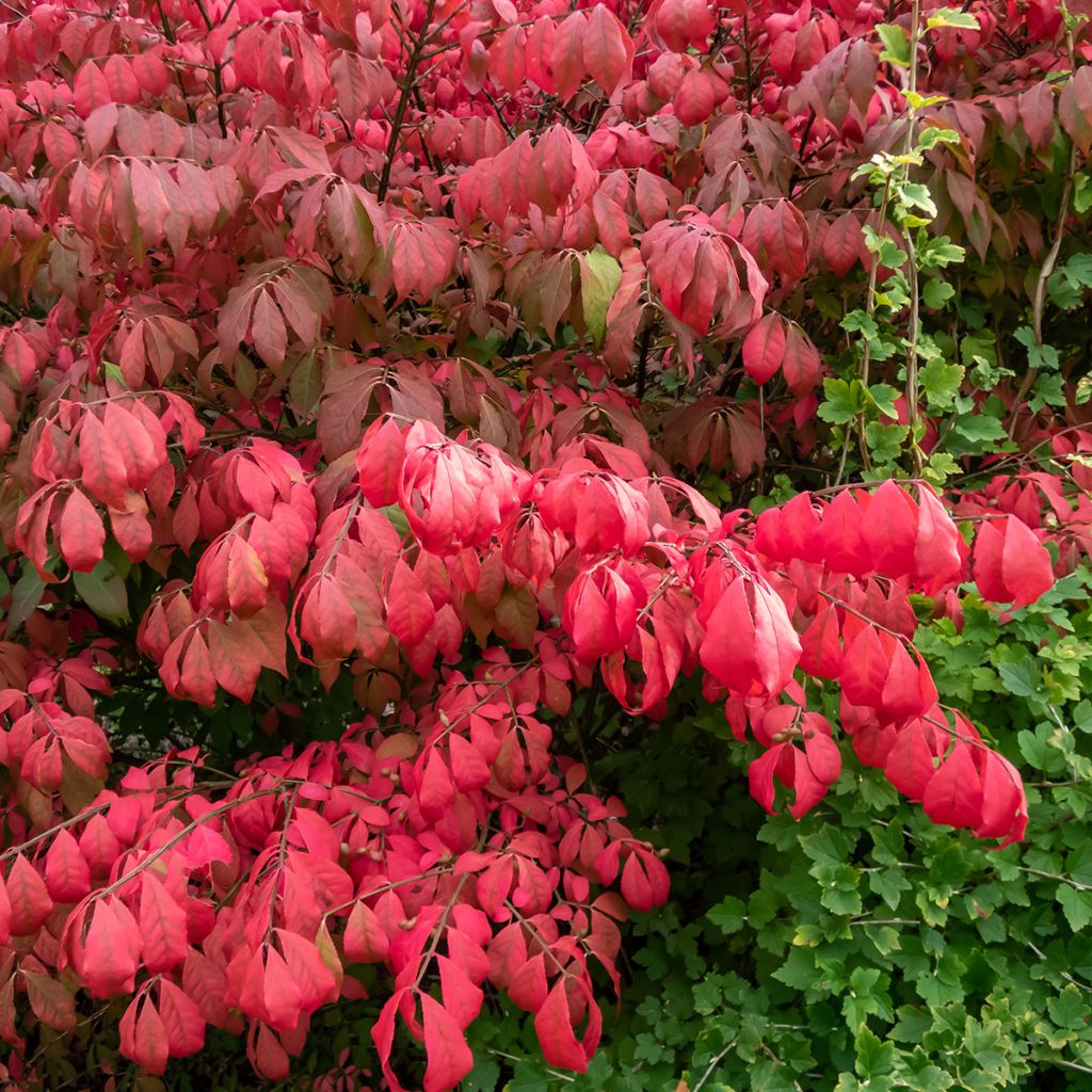 Euonymus alatus Blade Runner