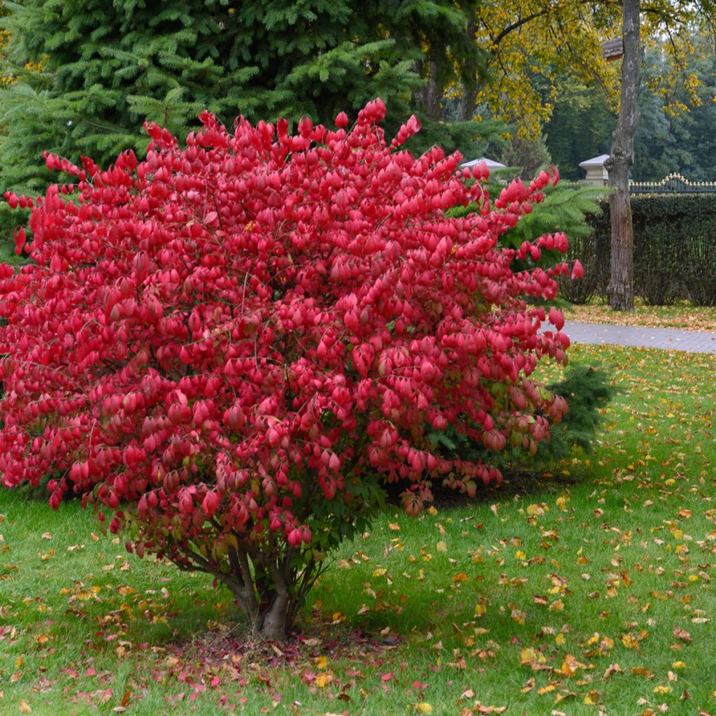 Euonymus alatus Fire Ball