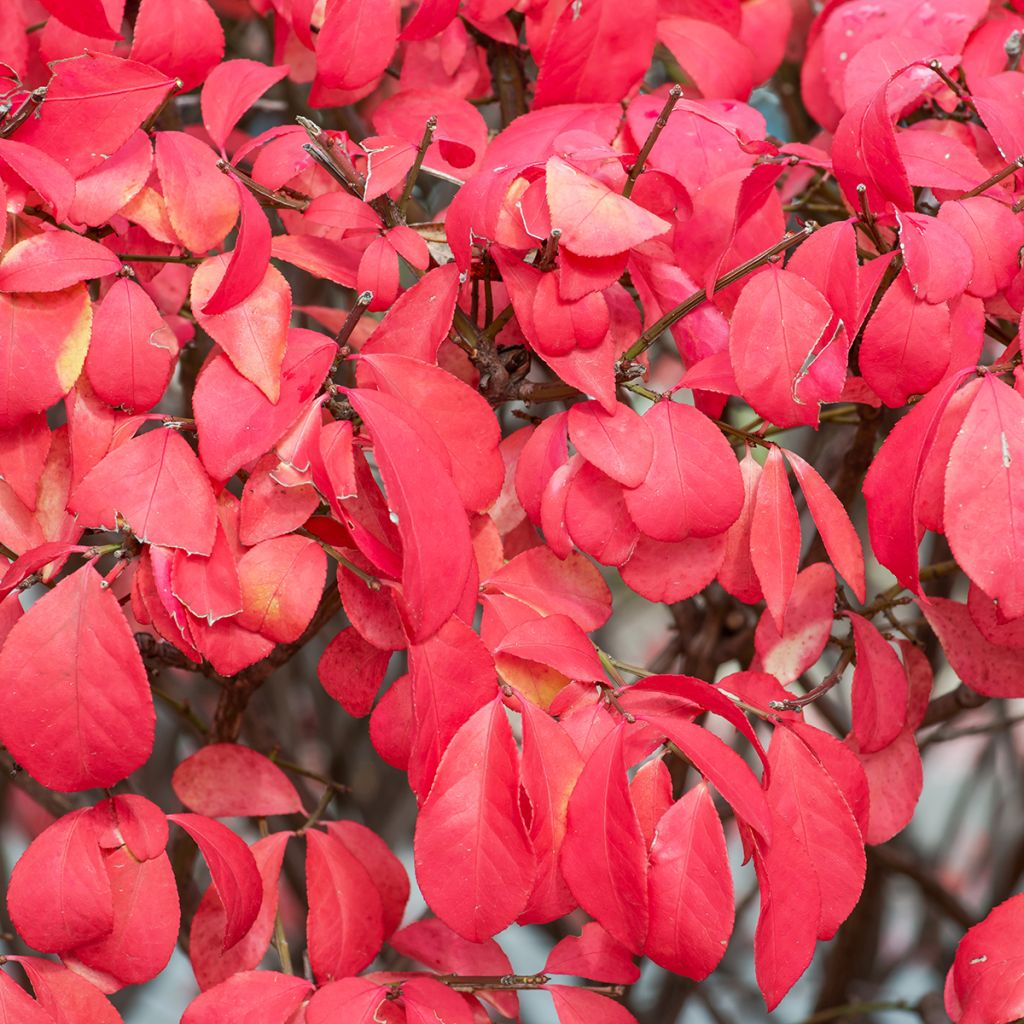 Euonymus alatus Fire Ball