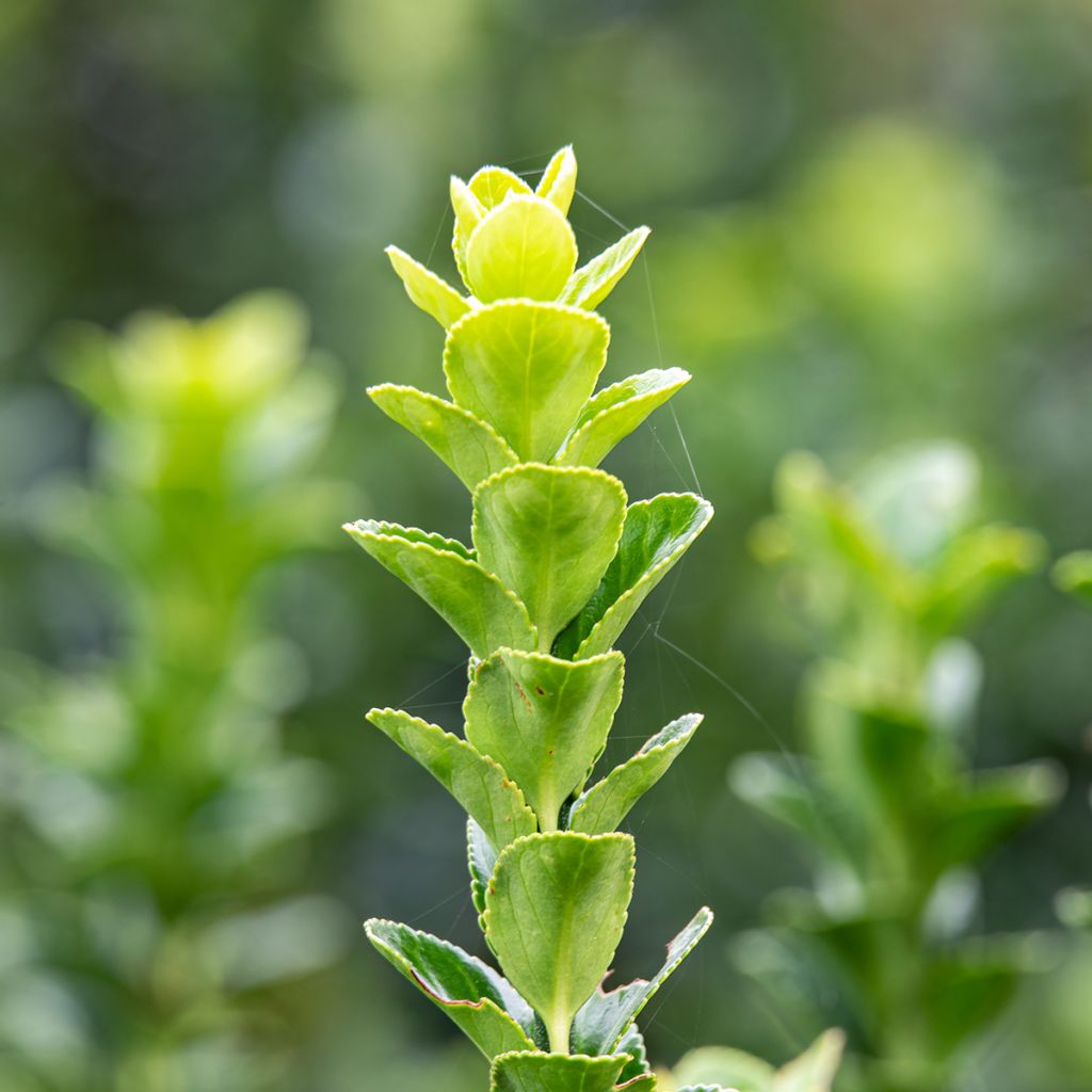 Euonymus japonicus Green Rocket - Japanese Spindle