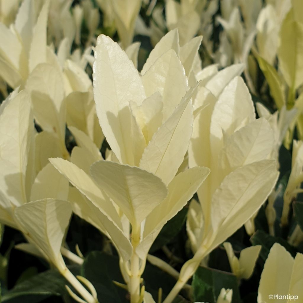 Euonymus japonicus Himalaya® - Japanese spindle