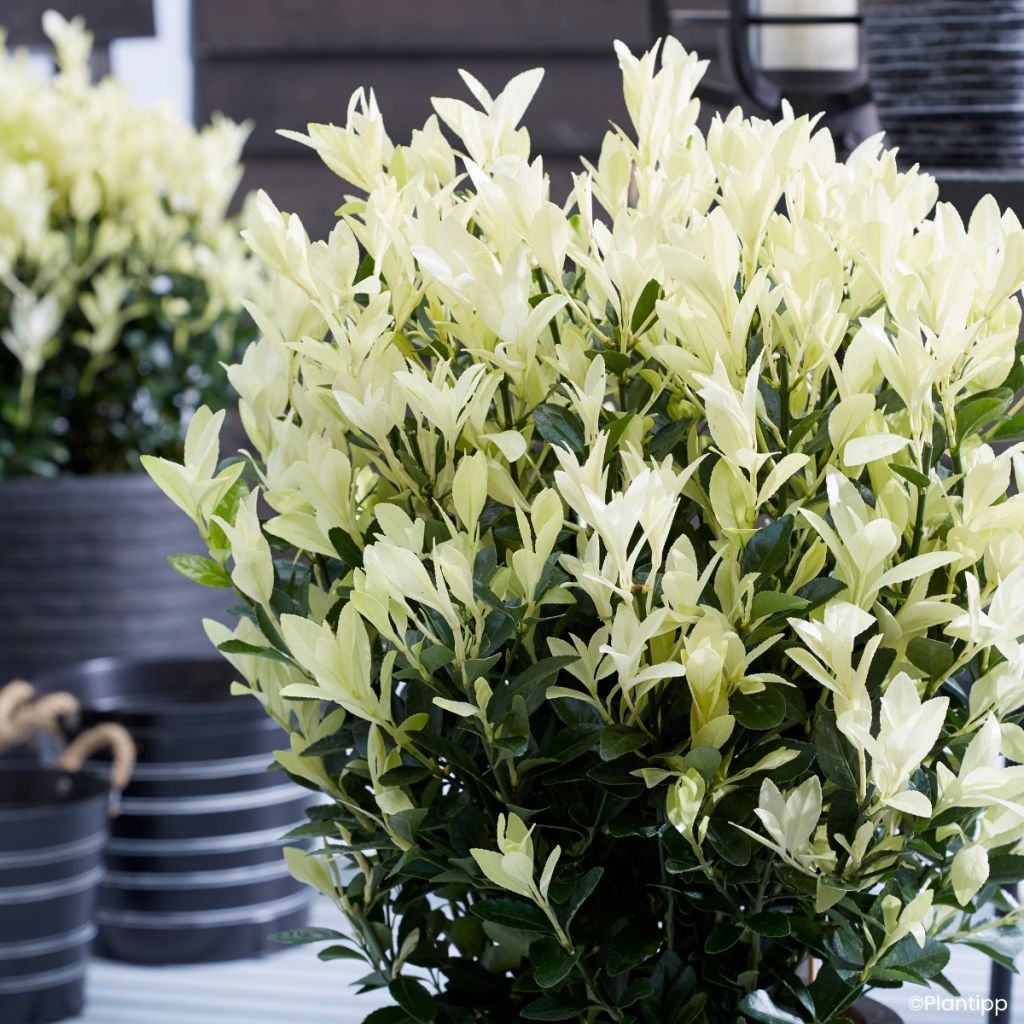 Euonymus japonicus Himalaya® - Japanese spindle